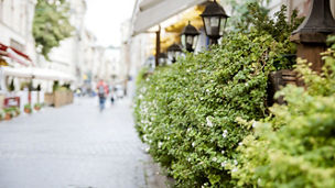 A street cafe decorated with green plants