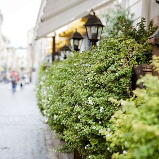 A street cafe decorated with green plants