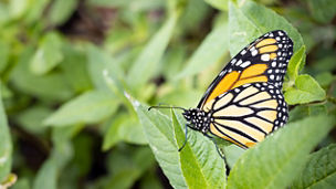 Butterfly in the wild