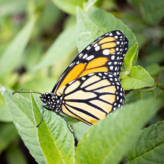 Butterfly in the wild