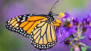 Butterfly sitting on a flower