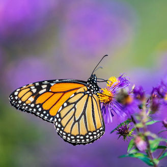 Butterfly sitting on a flower