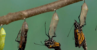 Change Management ist tot – lang lebe Lean Change Management
