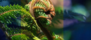 koru