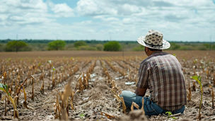 A farmer gazing sadly at wilted crops in a barren field, showcasing the impact of the drought on agriculture.