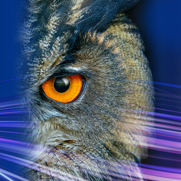 Nahaufnahme eines Eulenauges mit leuchtend orangefarbener Iris; rechts Federkleid, links blauer Hintergrund mit geschwungenen Lichtspuren.