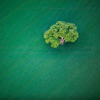 An oak-tree in a field, Ekerö, Sweden.