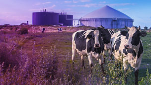 Biogas plant with Cows
