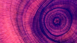 Cross section of a tree trunk