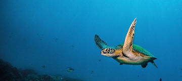 Schildkröte im Meer