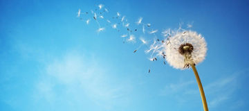 KPMG: Our Impact Plan