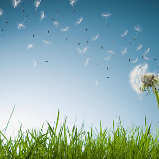 Dandelion with its seeds