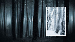 Frozen trees in a cold snowy forest in winter  cryptoassets