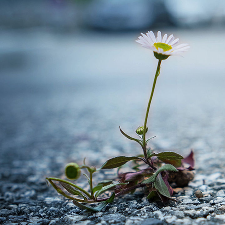 A lonely chamomile flower has grown through the asphalt on the road and is blooming despite the difficult conditions of survival. Power of nature and the will to live. Loneliness and strength.