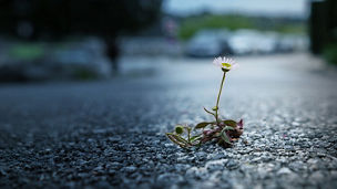 A lonely chamomile flower has grown through the asphalt on the road and is blooming despite the difficult conditions of survival. Power of nature and the will to live. Loneliness and strength.