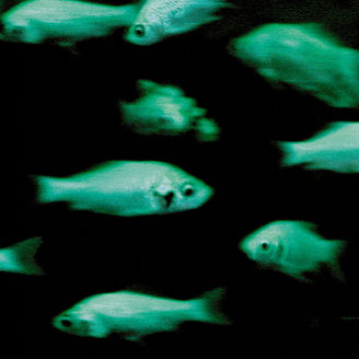 Fische
