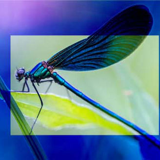 Dragonfly on a leaf banner