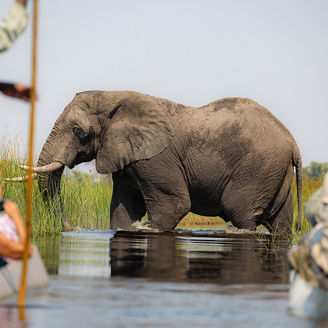 Elephant in water