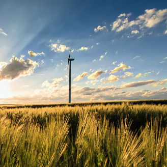 Windmill in a cornfield at sunset.