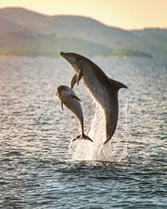 Dolphins leaping out of water