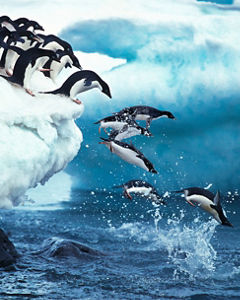 Penguins leaping ocean