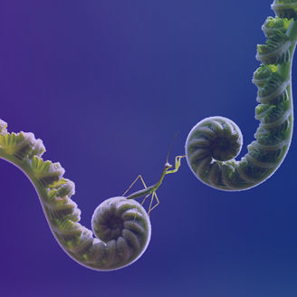 Insect between two organic parts