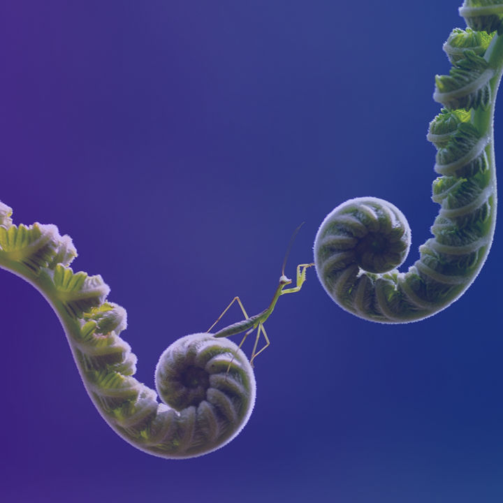 Insect between two organic parts