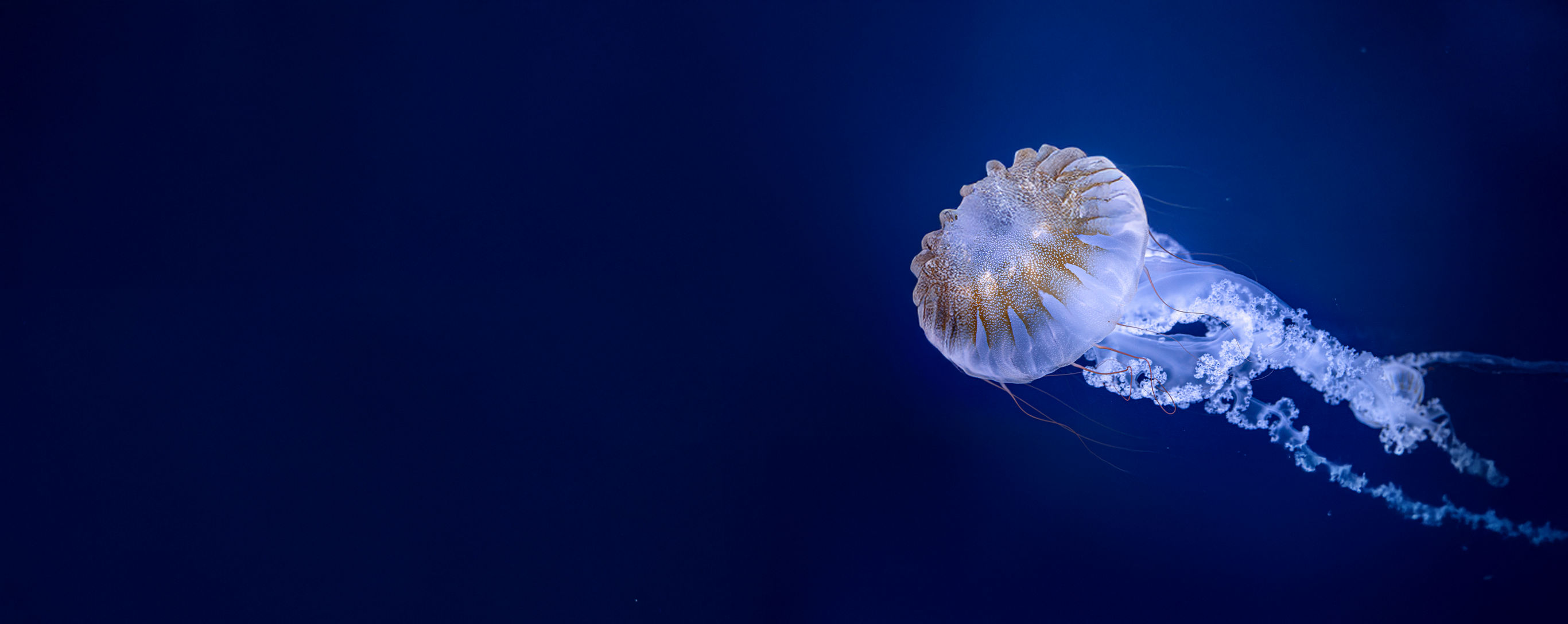 Hiker looks at lake from mountain peak