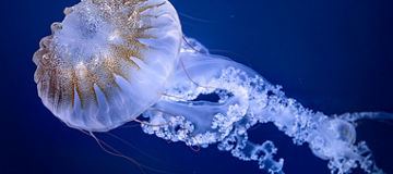 Hiker looks at lake from mountain peak