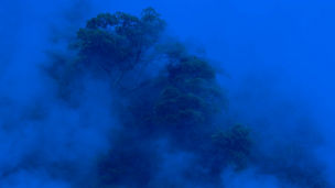 tropical forest in Japan, nature jungle with green tree and fog, concept of zin therapy  comfortable freedom relaxing for spa and yoga, eco natural sustainable conservation