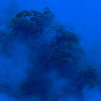 tropical forest in Japan, nature jungle with green tree and fog, concept of zin therapy  comfortable freedom relaxing for spa and yoga, eco natural sustainable conservation