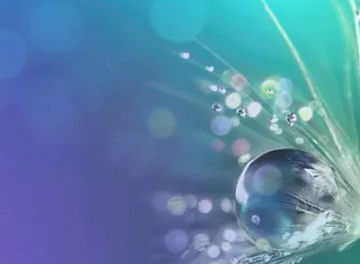 Wassertropfen auf Pflanze