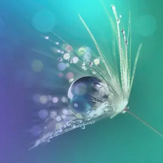 Pflanze mit Wassertropfen