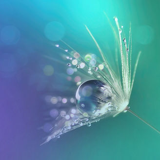 Wassertropfen auf Pflanze