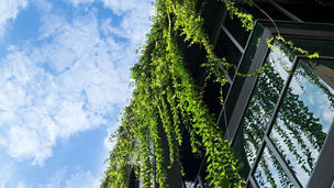 glass building covered in green