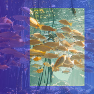 Fischschwarm unter Wasser