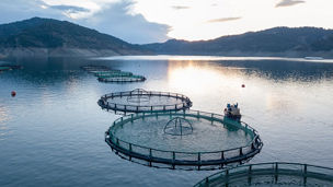 Aerial view over a fish farm with lots of fish enclosures on cages. Fish industry