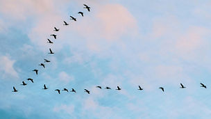 Flock of birds in sky