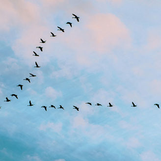 Flock of birds in sky