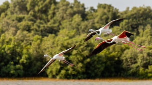 Flying flamingo