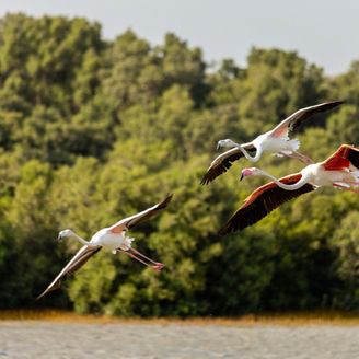 Flying flamingo