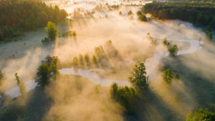 Fog inside the forest terrain