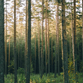 Wald