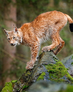 Luchs