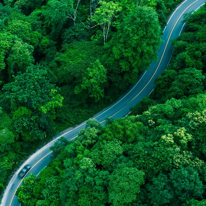 Forest Landscape View banner