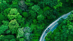 Forest Landscape View