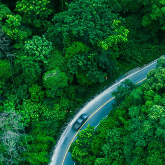Forest Landscape View