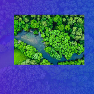 Forest River