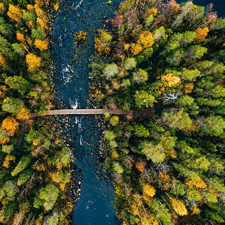 Forest, trees and river with bridge