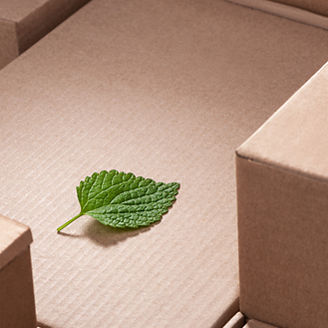 fresh-green-leaf-laying-between-cardboard